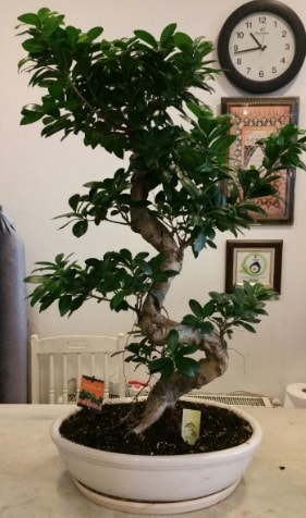 100 cm yksekliinde dev bonsai japon aac  Dzce iekiler 