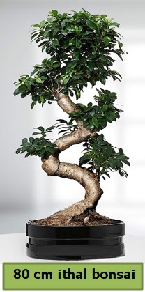 80 cm zel saksda bonsai bitkisi  Dzce cicek , cicekci 