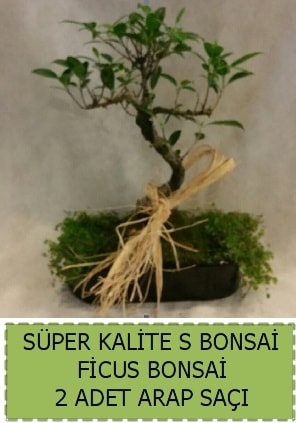 Ficus S Bonsai ve arap sa  Dzce cicek , cicekci 