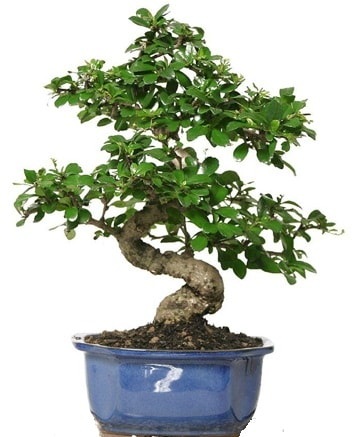 21 ile 25 cm aras zel S bonsai japon aac  Dzce cicek , cicekci 