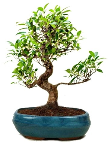 25 cm ile 30 cm aralnda Ficus S bonsai  Dzce internetten iek siparii 